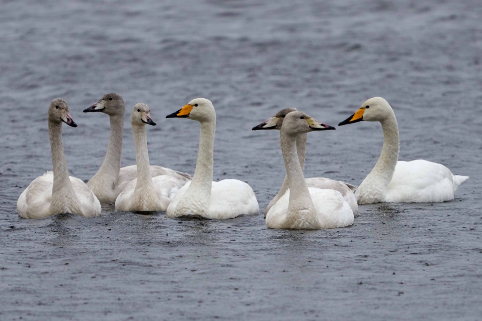 Bird ringing and beyond: Swans 